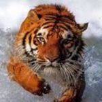 pic for Bathing tiger